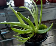Aloe Vera plants