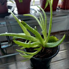 Aloe Vera plants