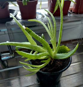 Aloe Vera plants