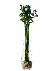 90cm Tall Spiral Lucky Bamboo (each)