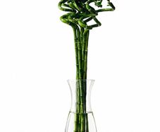90cm Tall Spiral Lucky Bamboo (each)