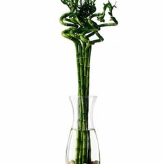 90cm Tall Spiral Lucky Bamboo (each)
