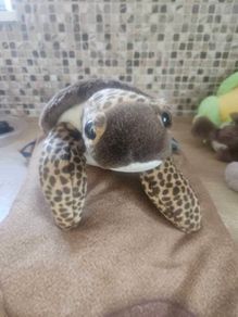 Turtle Teddy Bear