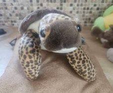 Turtle Teddy Bear