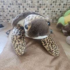 Turtle Teddy Bear