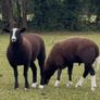 Zwarble ram lambs Image 2