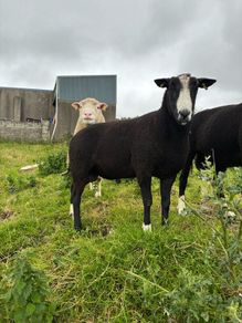 Pure breed Zwarble