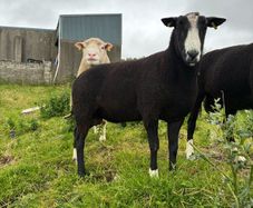 Pure breed Zwarble