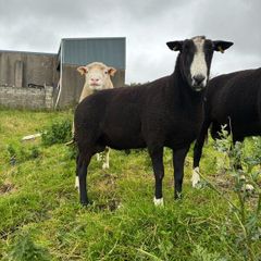 Pure breed Zwarble