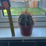 Melocactus Long-Spined Cactus Image 5