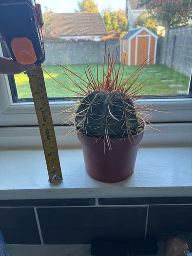 Melocactus Long-Spined Cactus