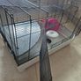 rat, chinchilla, hamster, guinea pig, rodent cage with accessories Image 4