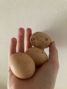 Three fresh chickens eggs