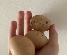 Three fresh chickens eggs