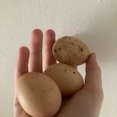 Three fresh chickens eggs