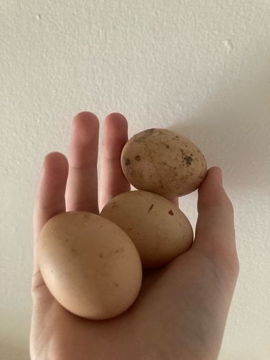 Three fresh chickens eggs