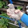quail Image 3