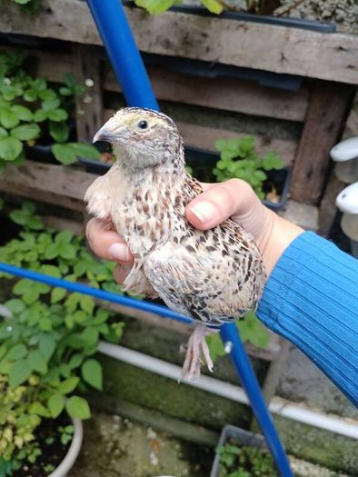 quail