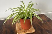 Spider plant house plant