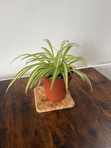 Spider plant house plant