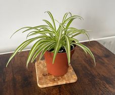 Spider plant house plant