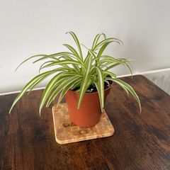 Spider plant house plant