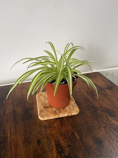 Spider plant house plant