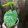 Small white caladium Image 3