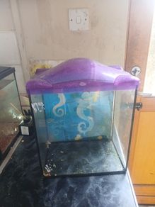 Goldfish tank