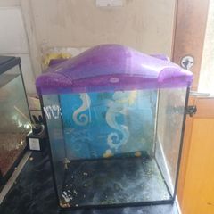 Goldfish tank