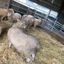 Dorset sheep/ rams Image 7