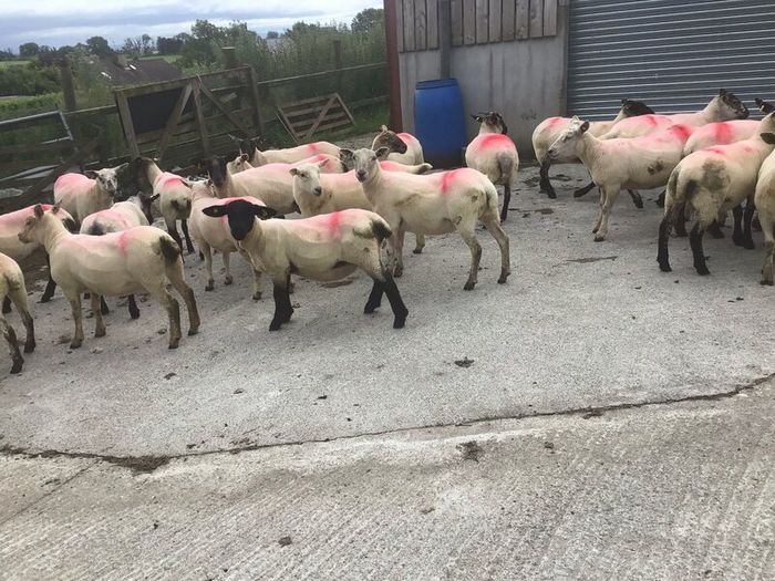 Hogget Ewes for sale, ideal for breeding