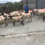 Hogget Ewes for sale, ideal for breeding Image 5
