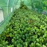 strawberry's plants Image 4