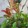 Photinia Fraserii Red Robin Image 2