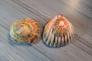 Decorated shells