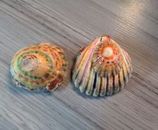 Decorated shells