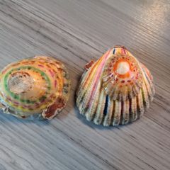 Decorated shells