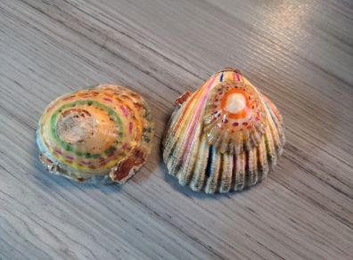 Decorated shells