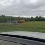PB  Loyal Limousin Bull, Image 2