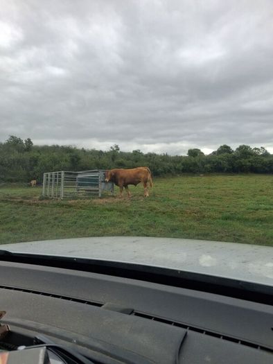 PB  Loyal Limousin Bull,