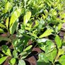 Laurel Hedging Image 7
