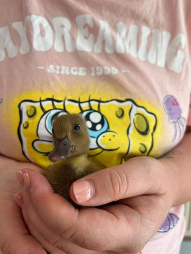 Ducklings