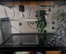 Leopard Gecko Vivarium / Reptile Tank , Full Setup