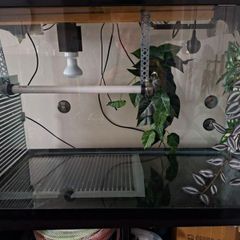 Leopard Gecko Vivarium / Reptile Tank , Full Setup