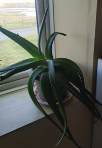 Aloe Vera Big Plant
