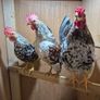 Serama Roosters Image 2