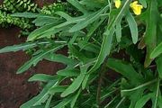 (R) Perennial Rocket Olivetta seeds 1g (220380)