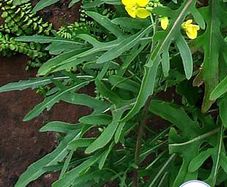 (R) Perennial Rocket Olivetta seeds 1g (220380)