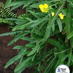 (R) Perennial Rocket Olivetta seeds 1g (220380)
